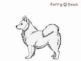 Dog Colors Icelandic Sheepdog Furry Paws Breed sketch template