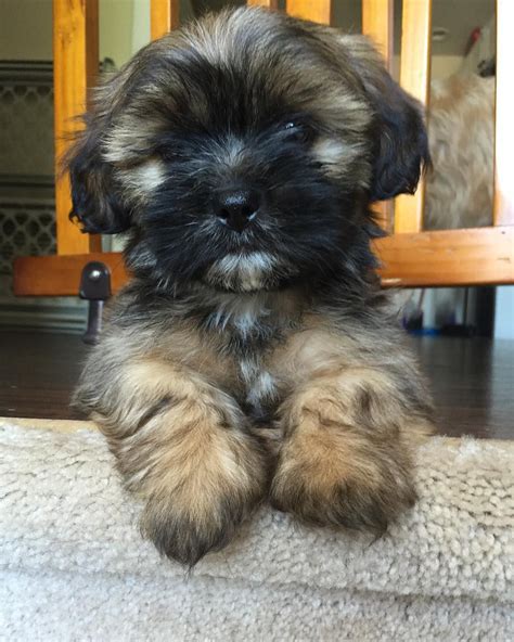 instagram photo  joe previte jul    pm utc cute dogs yorkie doggy