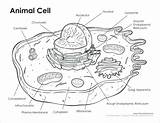 Cellula Animale Vegetale Googl Portale sketch template