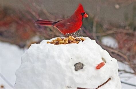 winter birds myths  facts birds  blooms