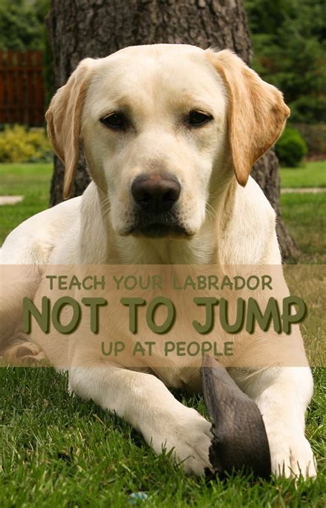 stop  dog jumping