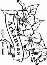 Arkansas Coloring Apple State Blossom Flowers Pages Flower Alabama Kids Drawings Printable Popular Central sketch template