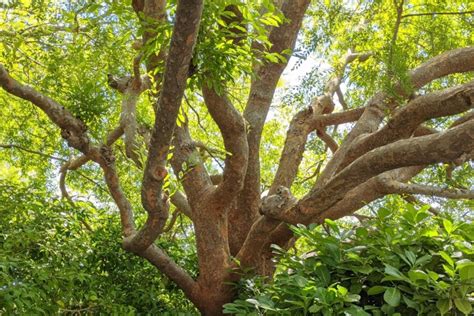 chinese elm allergy  complete guide   allerma
