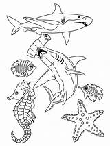 Coloring Sea Life Pages Kids Deep Library Clipart Pre Popular Template sketch template
