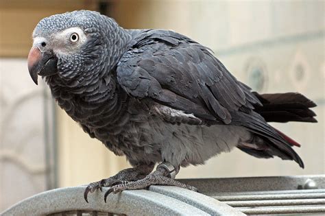 parrots pet guide information  african gray parrot