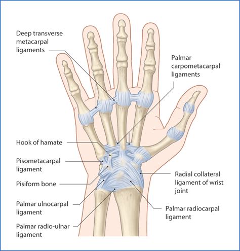 wrist joint anatomy