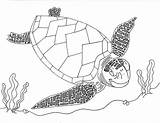 Turtle Sea Drawing Line Baby Cute Coloring Leatherback Facts Discovery Amp Getdrawings Color Draw Pages Getcolorings Printable Paintingvalley sketch template