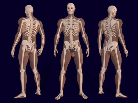 filed male skeleton anatomypng