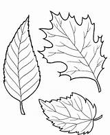 Leaves Coloring Fall Pages Printable Kids sketch template