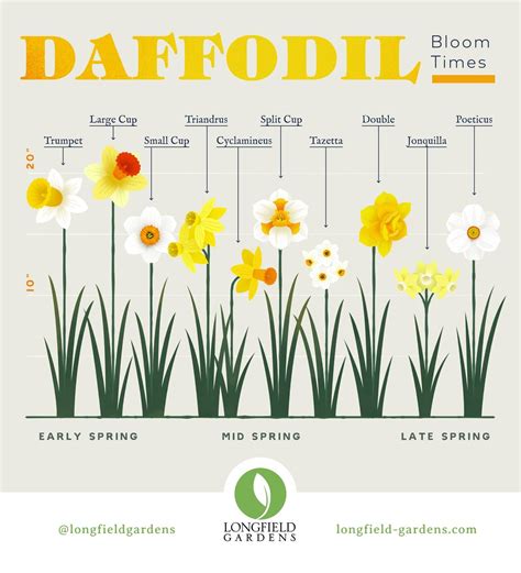 planning guide  daffodils daffodils longfield gardens flower garden