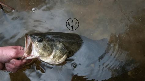 Are Largemouth Bass Good To Eat Answered Eating Bass 101