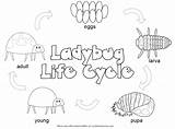 Cycle Life Coloring Bug Colouring Lady Printable Pages Various Animals sketch template