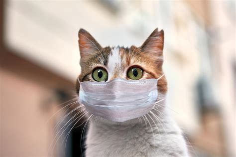 study confirms cats   infected  covid