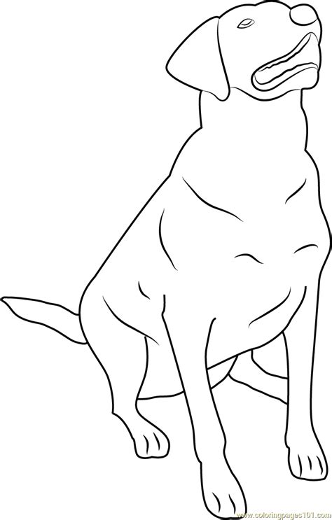 labrador retriever coloring page  kids  dog printable coloring