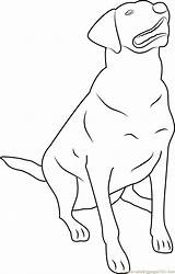 Labrador Retriever Dog Coloringpages101 Printable Mammals sketch template