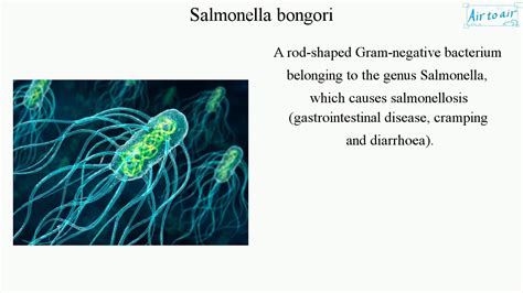 salmonella bongori english medical terminology  medical students youtube