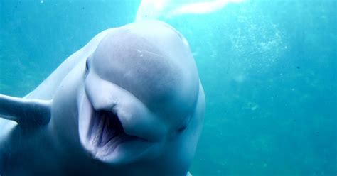 beluga whale spotted swimming in the thames huffpost uk