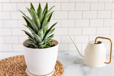 pineapple plants indoor care growing guide