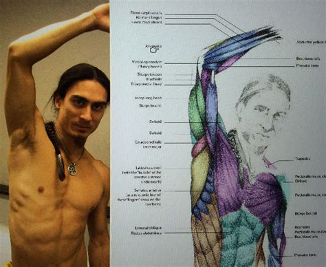 Female Armpit Muscle Anatomy Guarurec