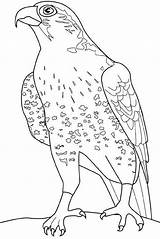 Falcon Coloring Pages Print sketch template