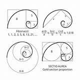 Fibonacci Sequence Ratio Golden Spiral Livescience Drawing Section sketch template
