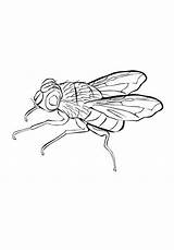 Fly Drawing Coloring sketch template
