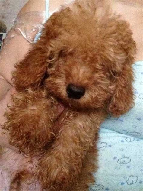 6mths old toy poodle male for sale to good home for sale