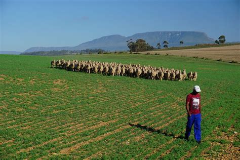 skeiding farm merino schafe foto bild africa southern africa tiere bilder auf fotocommunity
