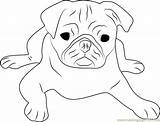 Pug Coloring Pages Face Cute Dog Printable Drawing Color Puggle Colouring Getcolorings Coloringpages101 Print Getdrawings Template Comments sketch template