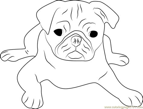 cute pug face coloring page  kids  dog printable coloring