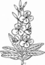 Fireweed Clip Plant Coloring Clker Clipart Small sketch template