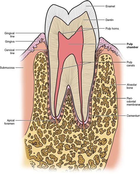 tooth functions  terms pocket dentistry