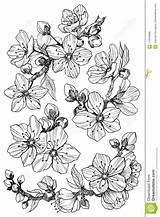 Almond Blossom Botanical Drawn sketch template