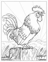 Coloring Rooster Book Escolha Pasta sketch template