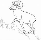 Sheep Bighorn Coloring Dall Mountain Rocky Color Printable Pages Drawings Version Click Designlooter Supercoloring Wild 38kb 467px Categories sketch template