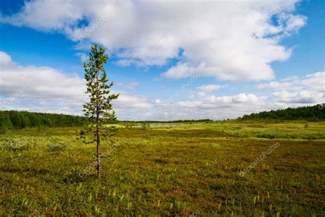 tundra  north russia stock photo  iakov