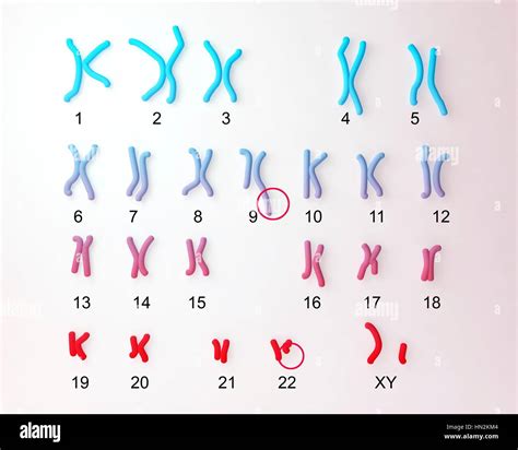 Philadelphia Chromosome Computer Illustration Of Male Or Female Stock