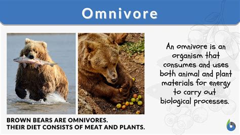 omnivore definition  examples biology  dictionary