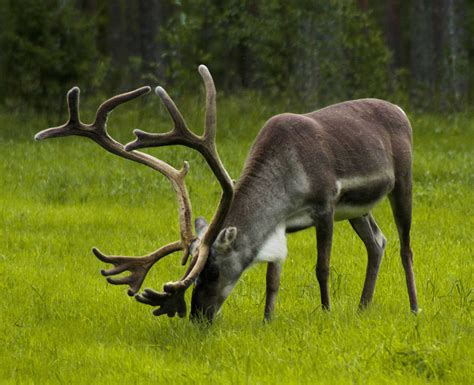 reindeer learn  nature