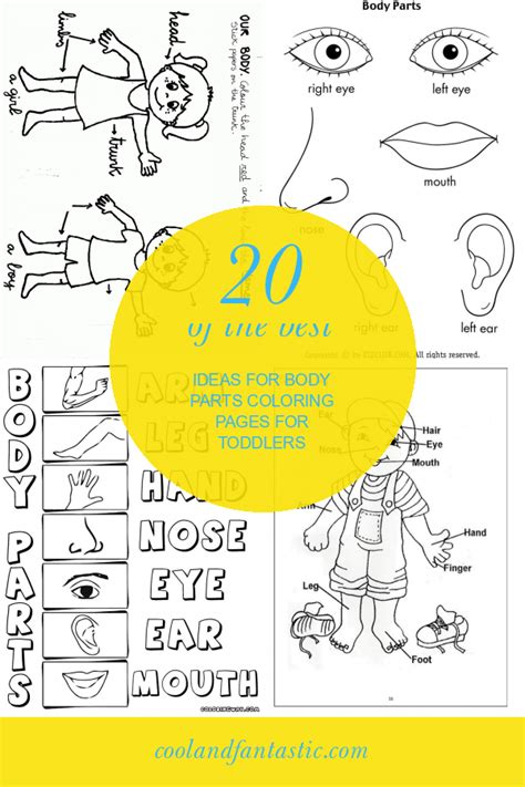 ideas  body parts coloring pages  toddlers home