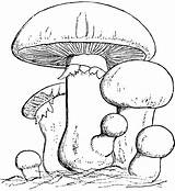 Clipart Fungus Fungi Mushroom Clip Common Drawing Cliparts Collection sketch template