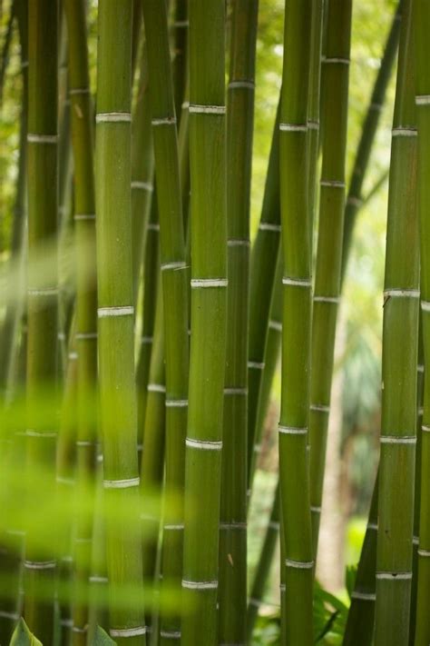 images  bamboo  pinterest bamboo furniture  grass  peter lik