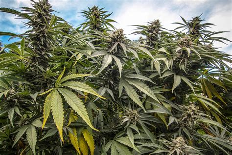 Justiça Autoriza Empresa A Plantar Cannabis No Brasil Veja