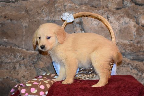 lady female akc registered golden retriever puppy  sale butler ohio