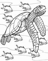 Coloring Turtle Sea Pages Turtles Drawing Adult Printable Fish Sheets Kids Realistic Line Rocks Colouring Underwater Ocean Book Colorare Da sketch template