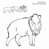 Javelina Coloring Wildlife Pages Index Own Color sketch template