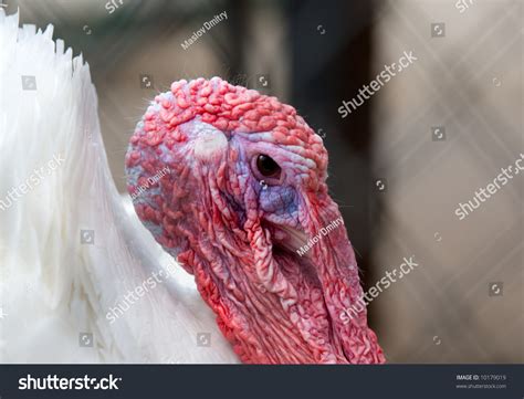 The Head Of White Feathered Turkey Cock Close Up Stock