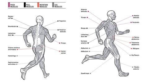 anatomy  runners meet  muscles womens running