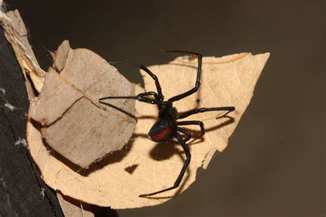 redback spider latrodectus hasselti   spiders  highly