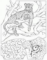 Coloring Pages Cheetah Coloringpages1001 Leopard sketch template